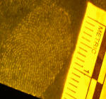 measurement of fingerprint and examination byu expert