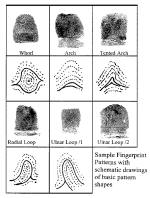 various patterns of fingerprints examination : Forensic